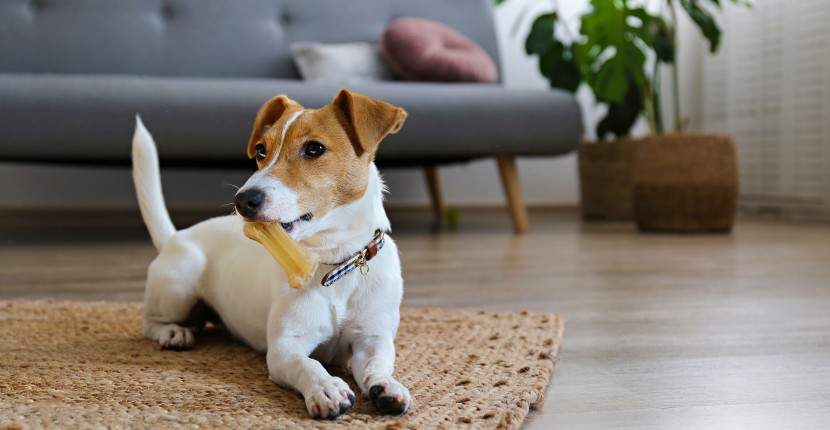 Huisdieren vs Hardhouten Vloeren